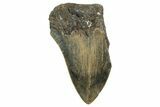 Bargain, Fossil Megalodon Tooth - Serrated Blade #342214-1